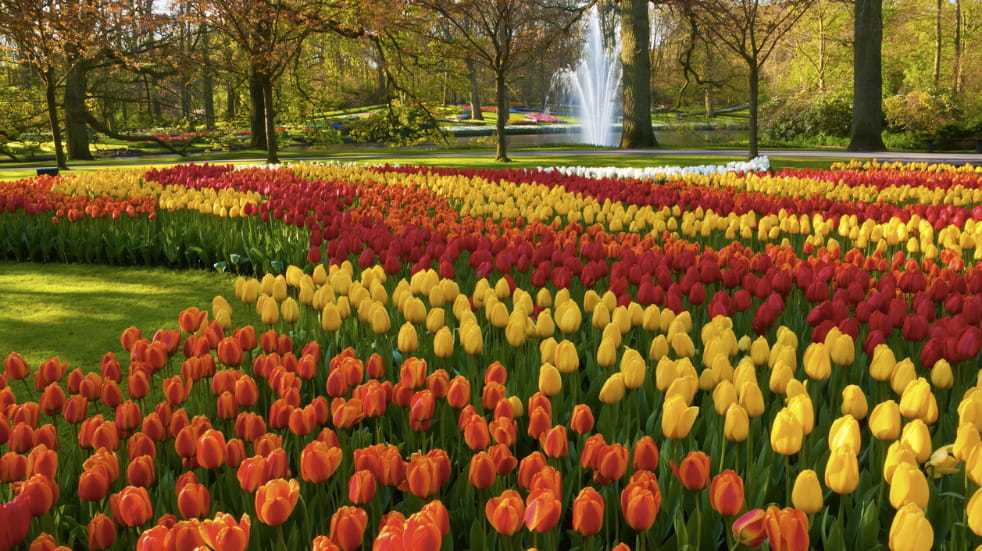Where to see tulips near Amsterdam 